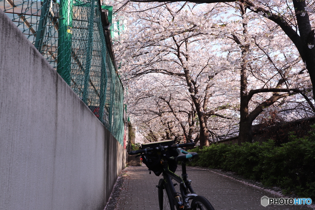 20200404_canon900D_目黒川 (164)