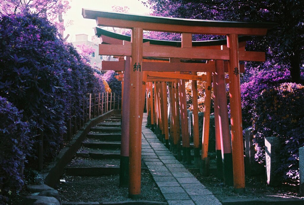 20200412_0426_CANON F-1_2019LomochromePu