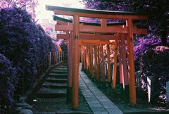 20200412_0426_CANON F-1_2019LomochromePu