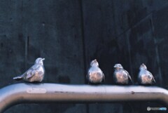 20200119_Canon_F-1_FUJIFILM200C_露出計未使用