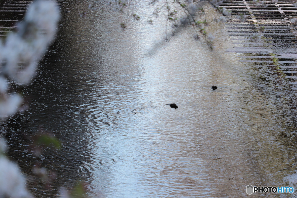 20200404_canon900D_目黒川 (30)