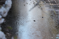 20200404_canon900D_目黒川 (30)