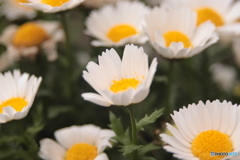 CANON9000D_NewFD50mm3 (10)