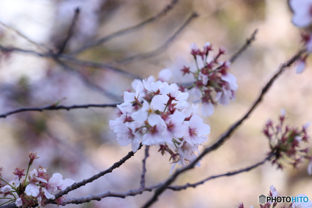 20200404_canon900D_目黒川 (45)