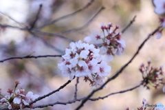 20200404_canon900D_目黒川 (45)