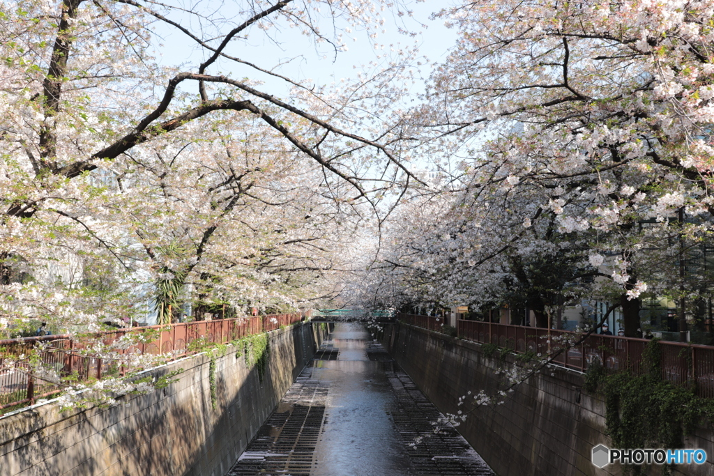 20200404_canon900D_目黒川 (27)