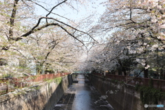 20200404_canon900D_目黒川 (27)