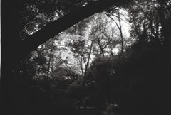 20200426_0502__CANON F-1_ACROS100 II (30