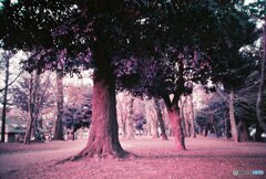 20200331_LC-A_Purple (18)