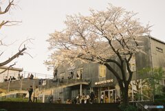 20200322_CANON F-1_フジカラー PRO400H (22)