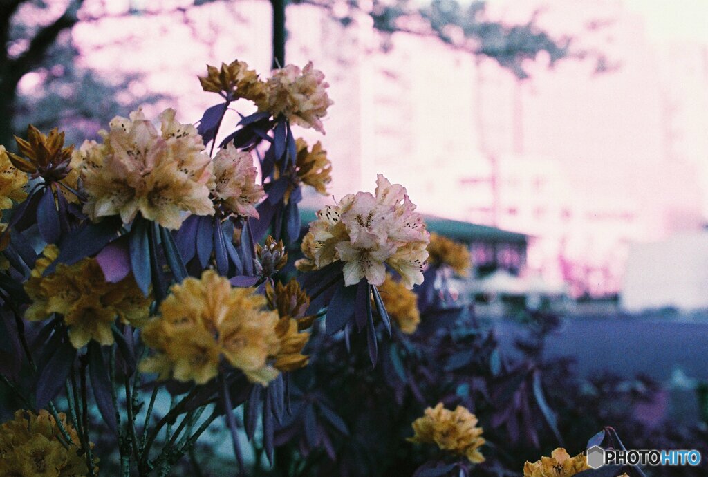 20200405_CANON F-1_2019LomochromePurple 