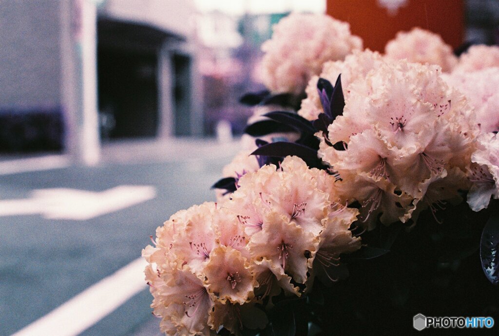 20200405_CANON F-1_2019LomochromePurple 