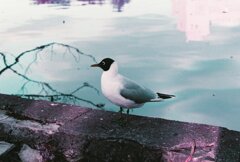 20200412_0426_CANON F-1_2019LomochromePu