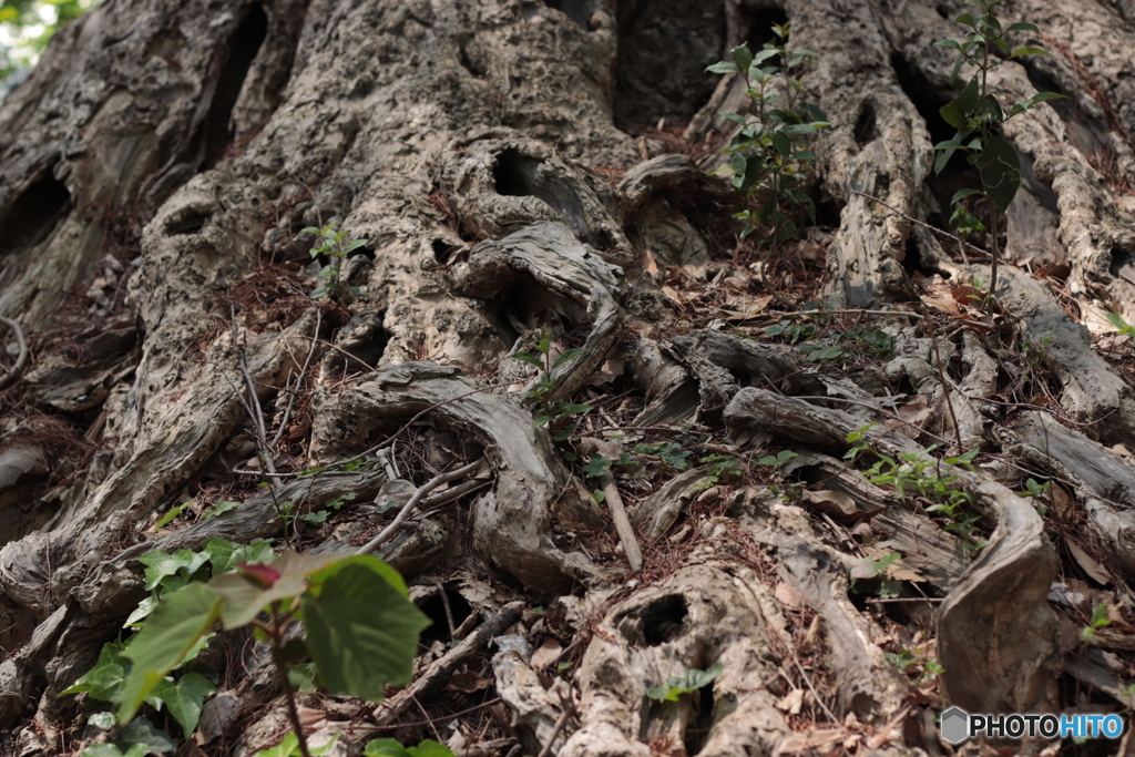 CANON9000D_EF50mm1,8F (13)