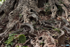 CANON9000D_EF50mm1,8F (13)