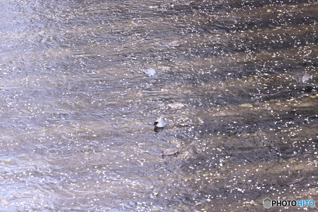 20200404_canon900D_目黒川 (48)