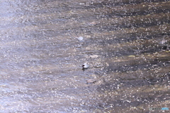 20200404_canon900D_目黒川 (48)