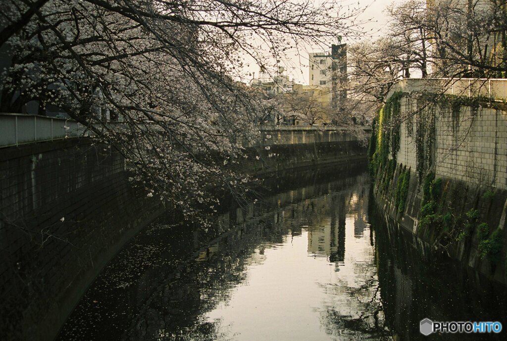 20200322_CANON F-1_フジカラー PRO400H (28)