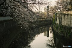 20200322_CANON F-1_フジカラー PRO400H (28)