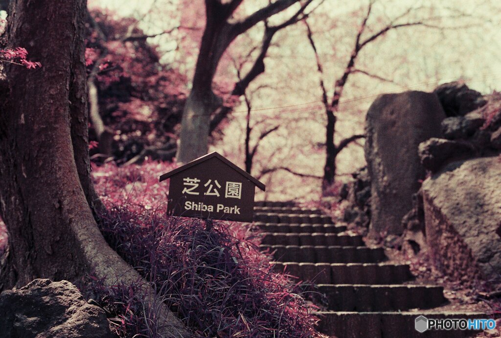 20200405_CANON F-1_2019LomochromePurple 