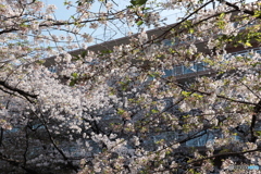 20200404_canon900D_目黒川 (13)