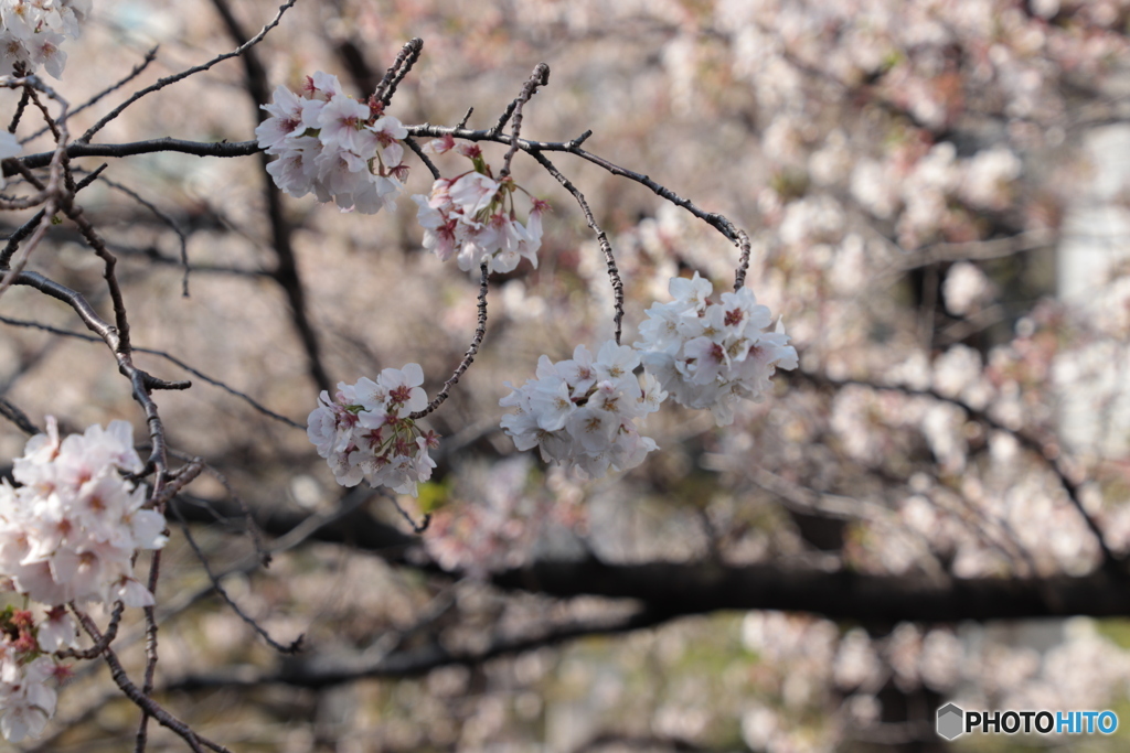 20200404_canon900D_目黒川 (10)