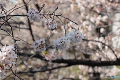 20200404_canon900D_目黒川 (10)