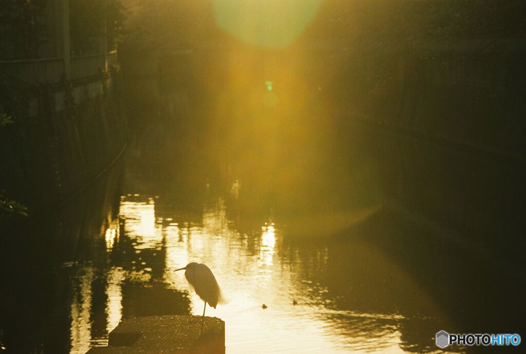 20200322_CANON F-1_フジカラー PRO400H (21)
