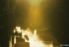20200322_CANON F-1_フジカラー PRO400H (21)