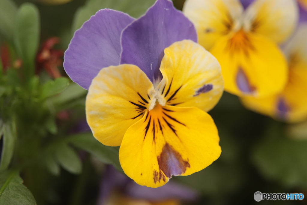 CANON9000D_NewFD50mm3 (9)