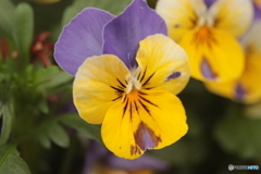 CANON9000D_NewFD50mm3 (9)