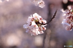 20200404_canon900D_目黒川 (158)