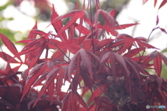 CANON9000D_NewFD50mm3 (7)