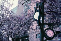 20200405_CANON F-1_2019LomochromePurple 