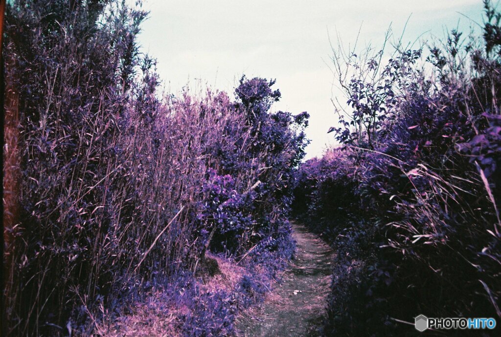 20200407_lomo_La-c+_2019LomochromePurple