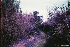 20200407_lomo_La-c+_2019LomochromePurple