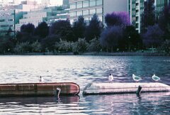 20200412_0426_CANON F-1_2019LomochromePu