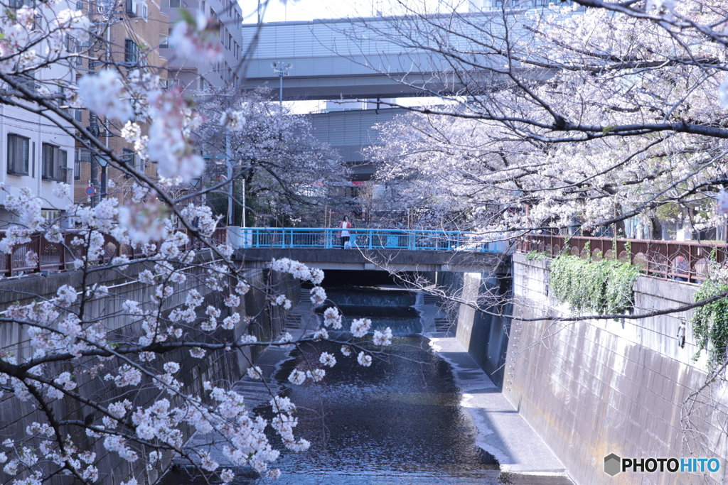 20200404_canon900D_目黒川 (1)