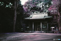 20200407_lomo_La-c+_2019LomochromePurple