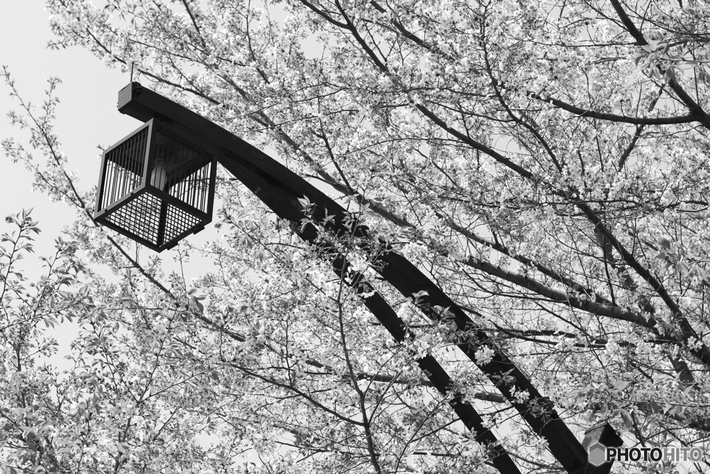 CANON9000D_EF50mm1,8F (3)