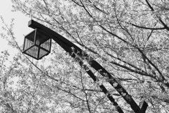 CANON9000D_EF50mm1,8F (3)