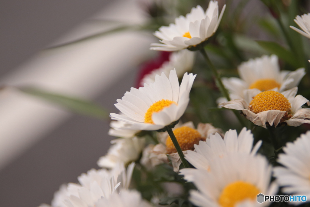 CANON9000D_NewFD50mm3 (12)