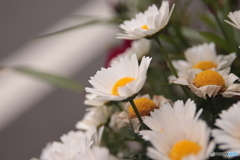 CANON9000D_NewFD50mm3 (12)