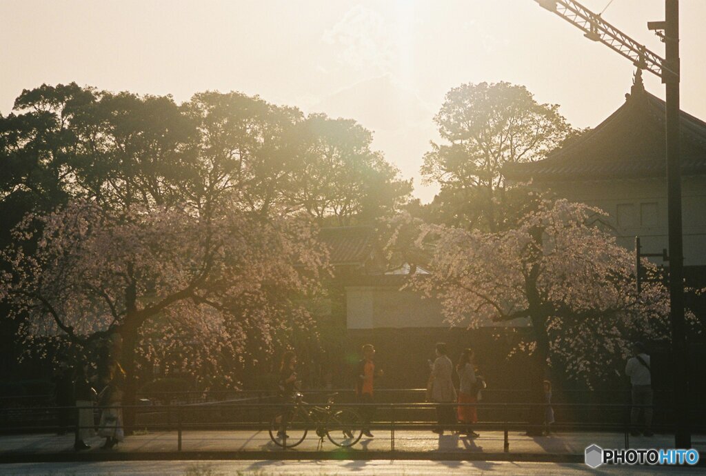 20200322_CANON F-1_フジカラー PRO400H (29)