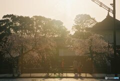 20200322_CANON F-1_フジカラー PRO400H (29)