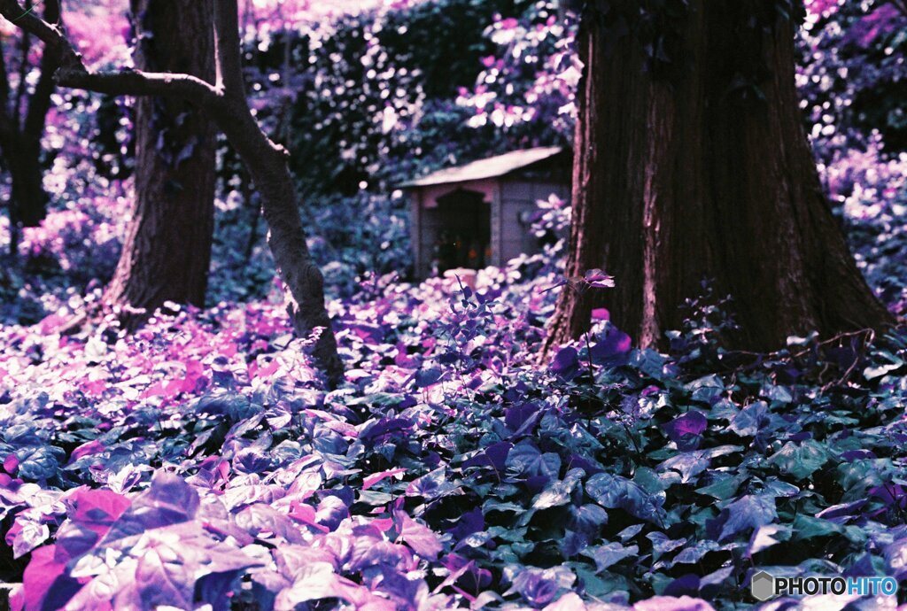 20200405_CANON F-1_2019LomochromePurple 