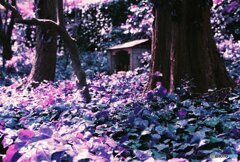 20200405_CANON F-1_2019LomochromePurple 