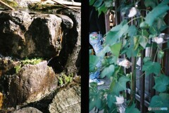 20191116_Olympus Pen EE-3_FUJIFILM200C_ 