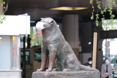 CANON9000D_EF55-250mm (5)