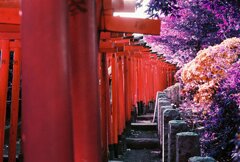 20200412_0426_CANON F-1_2019LomochromePu